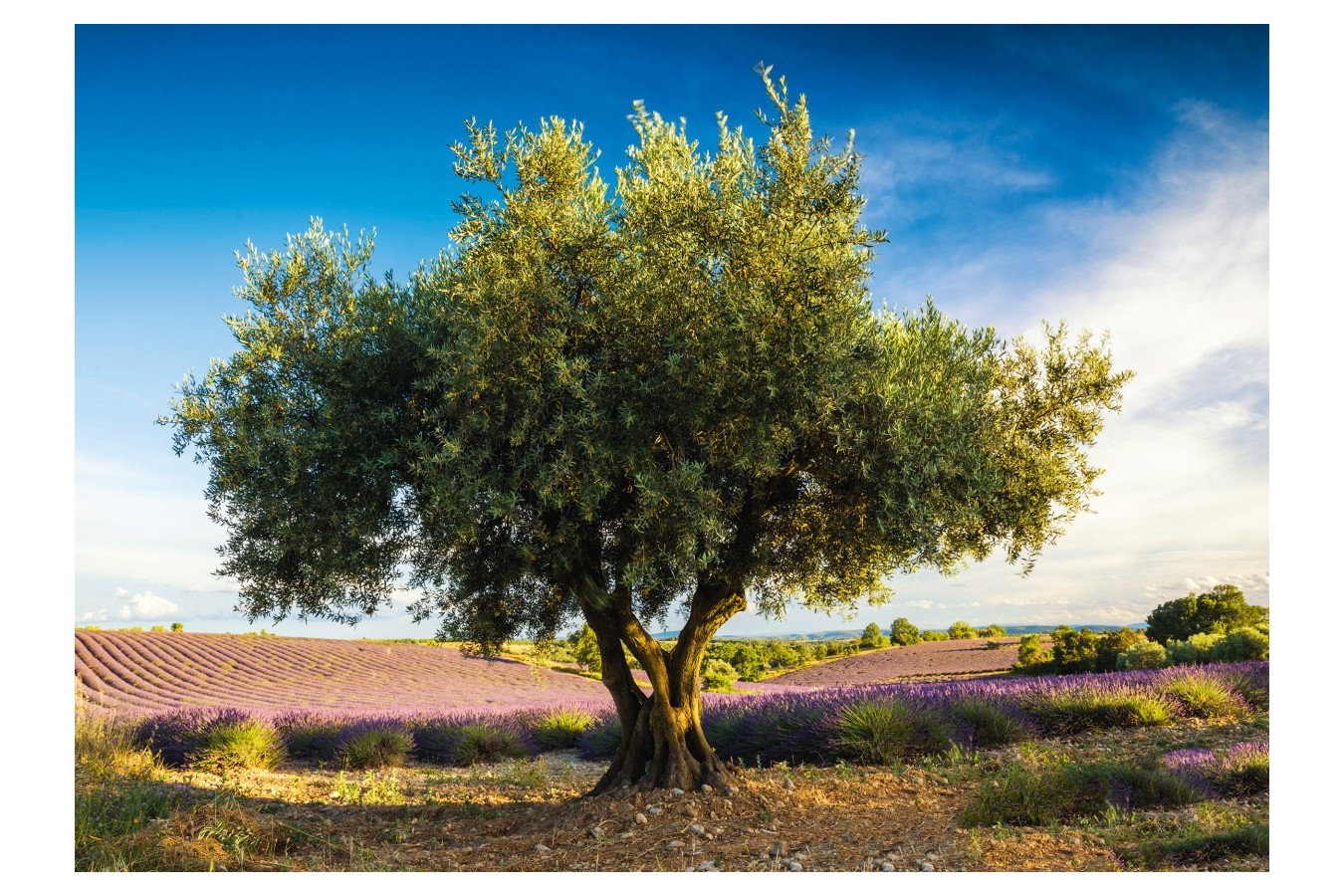 Puzzle Schmidt - Olive Tree In Provence, 1.000 piese (58357)
