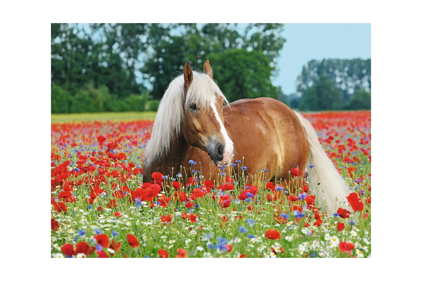 Puzzle Ravensburger - Horse in the Poppy Field, 500 piese (14831)