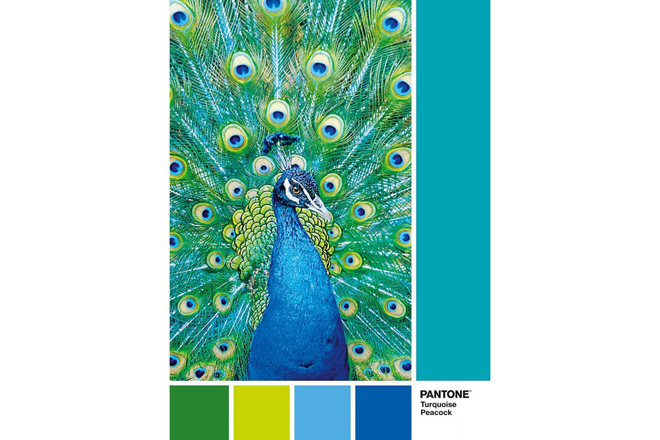 Puzzle Clementoni - Pantone - Peacock Blue, 1.000 piese (39495)
