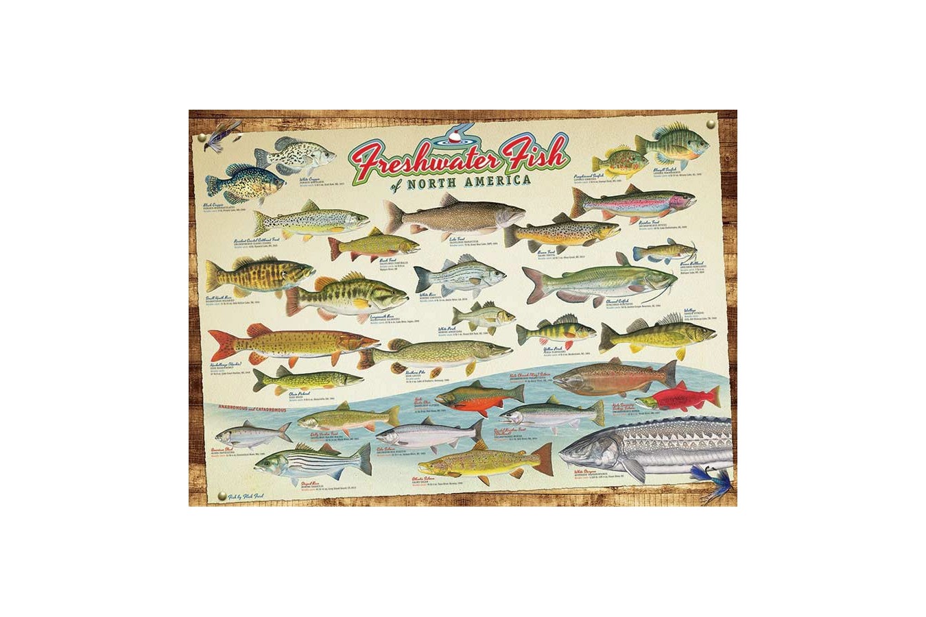 Puzzle Cobble Hill - Freshwater Fish of North America, 1.000 piese (Cobble-Hill-80094)