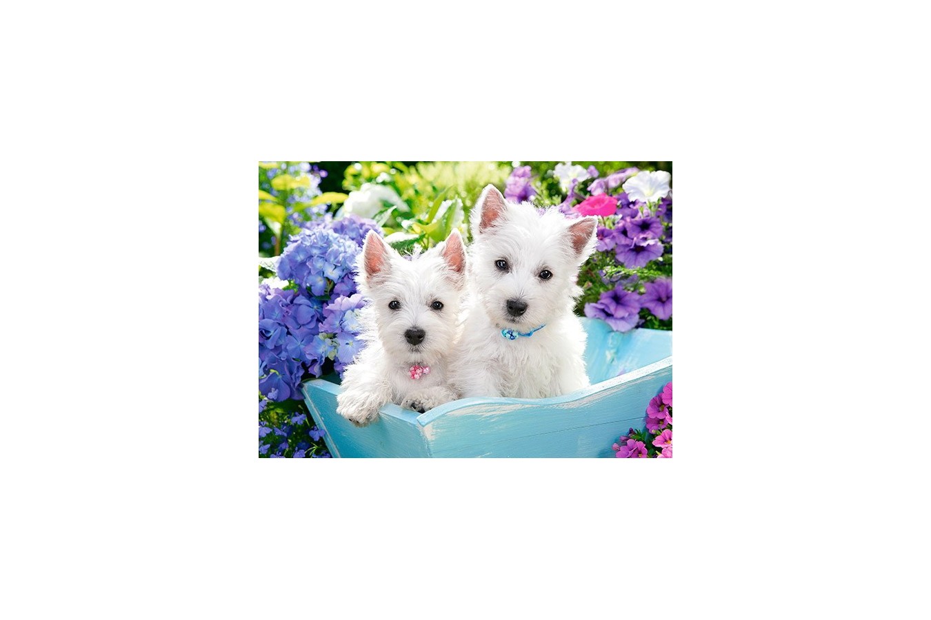 Puzzle Castorland - Westie Puppies, 60 piese (066100)