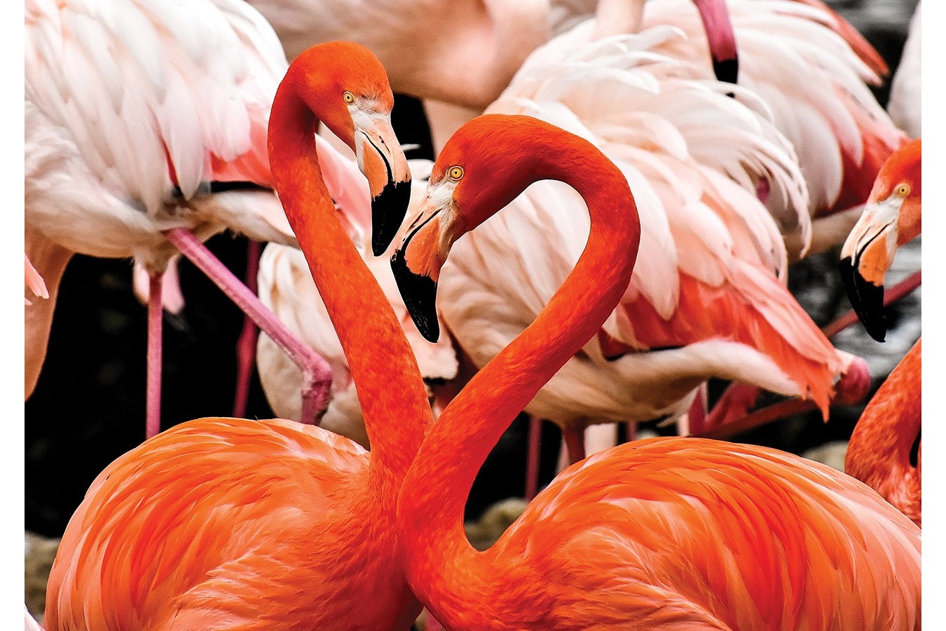 Puzzle KS Games - Flamingo Lovers, 100 piese (10107)