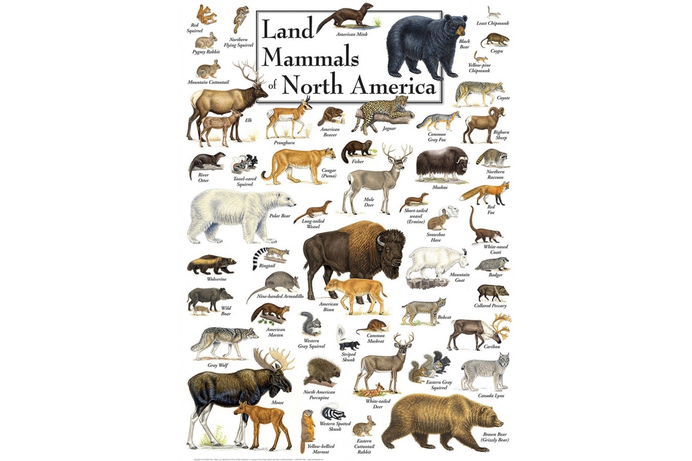 Puzzle Master Pieces - Land Mammals of North America, 1.000 piese (Master-Pieces-71973)