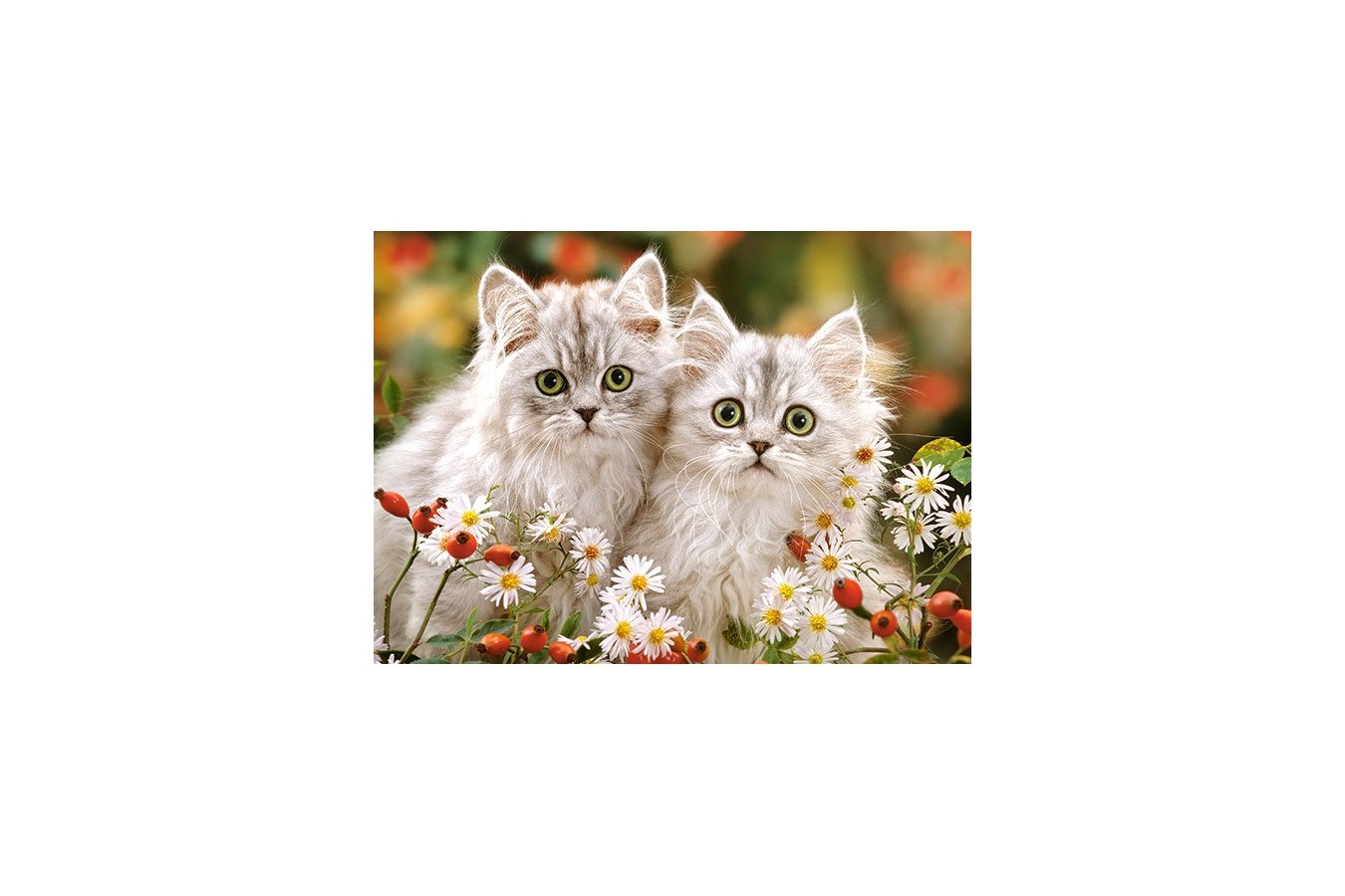 Puzzle Castorland - Persian Kittens, 200 piese (222131) - 1