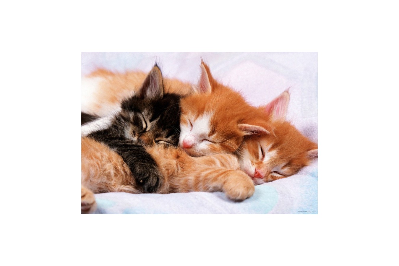 Puzzle Educa - Kittens, 500 piese, include lipici puzzle (17087)