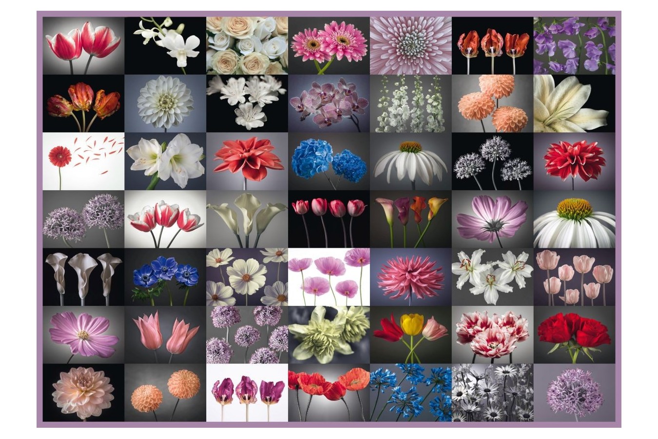 Puzzle Schmidt - Salut floral, 2.000 piese (58297)