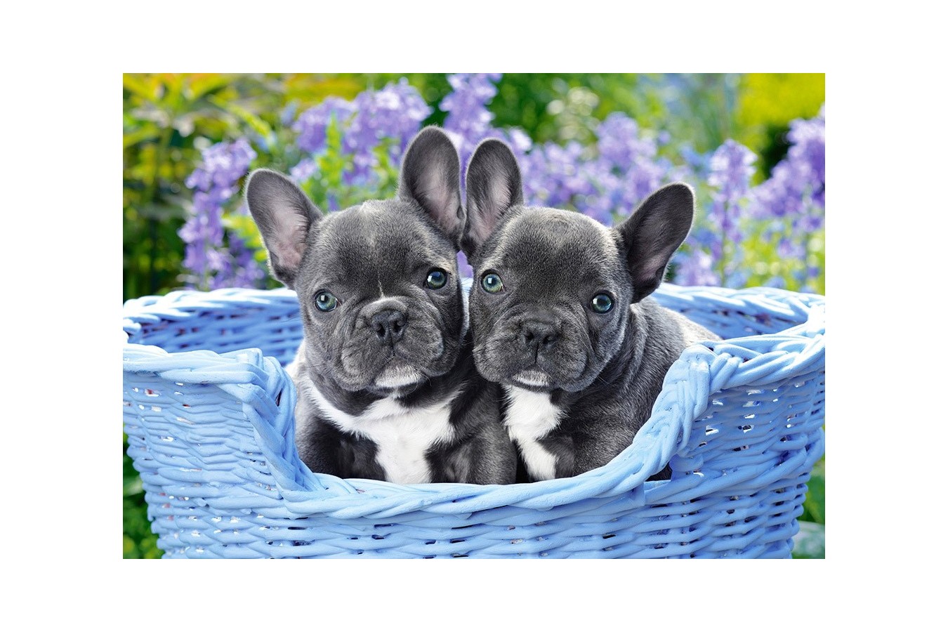 Puzzle Castorland - French Bulldog Puppies, 1.000 piese (104246)