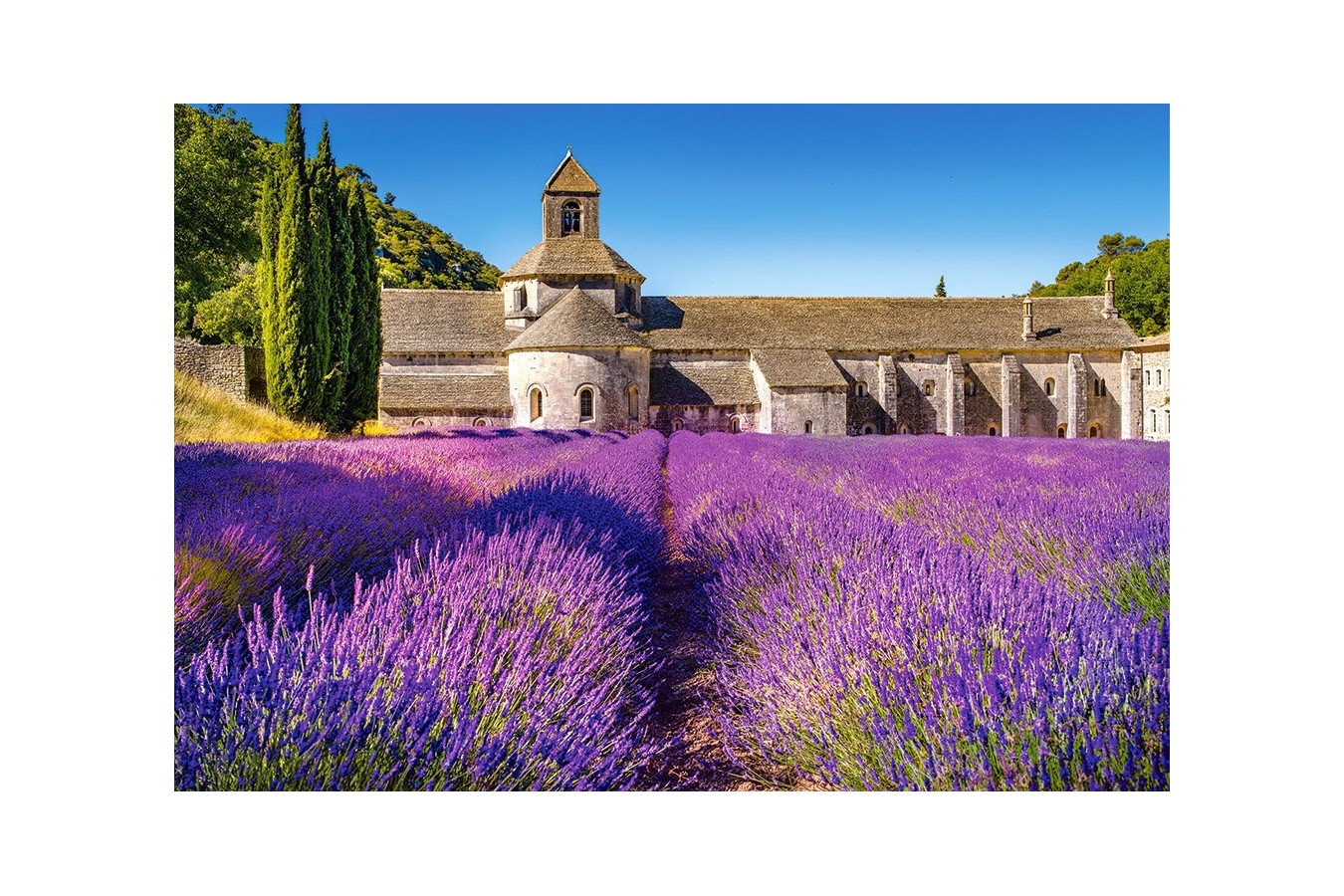 Puzzle Castorland - Lavender Field in Provence, 1.000 piese (104284)