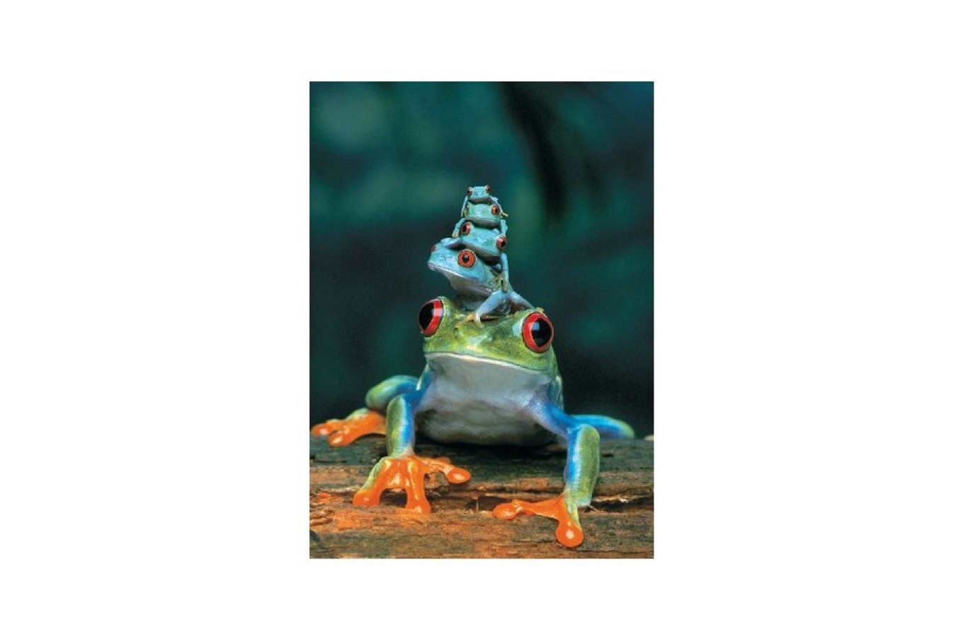 Puzzle Eurographics - Red Eye Tree Frog, 1.000 piese (8000-3004)