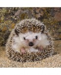 Puzzle Ravensburger - Cute Hedgehog, 500 piese (15224)