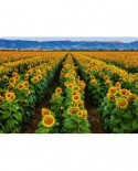 Puzzle Ravensburger - Field of Sunflowers, 1000 piese (15288)