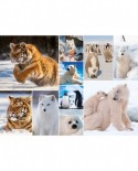 Puzzle King - Collage - Artic Life, 1000 piese (55870)