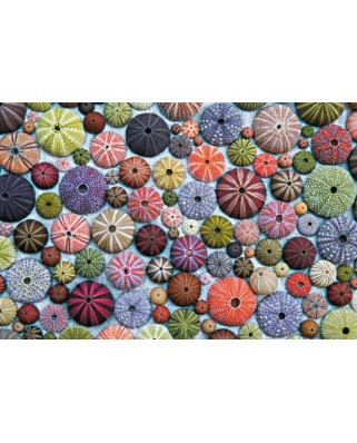 Puzzle Piatnik - Colorful Sea Urchin, 1000 piese (5488)