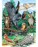 Puzzle Cobble Hill - North American Owls, 35 piese (Cobble-Hill-58810)