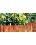 Puzzle panoramic SunsOut - Sylvester, 500 piese (Sunsout-50968)