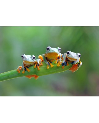 Puzzle Bluebird - Friendly Frogs, 500 piese (70294)