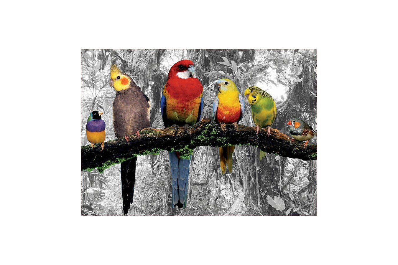 Puzzle de colorat Educa - Birds In The Jungle - Coloured B&W, 500 piese, include lipici (17984)