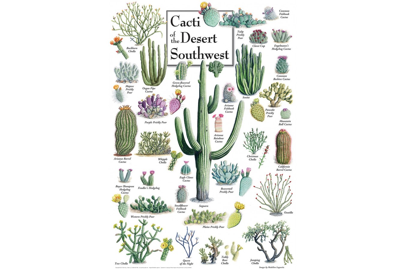 Puzzle Master Pieces - Cacti of the Desert Southwest, 1000 piese (Master-Pieces-71972)