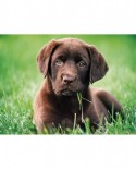 Puzzle Clementoni - Chocolate Puppy, 500 piese (35072)