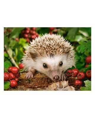 Puzzle Castorland - Hedgehog with Berries, 100 piese (111145)