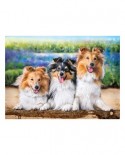 Puzzle Castorland - Shelties in the Lavender Garden, 200 piese (222117)