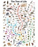Puzzle Eurographics - Die Evolution - Der Baum des Lebens, 1000 piese (6000-0282)
