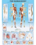 Puzzle Eurographics - Human body, 1000 piese (6000-1000)