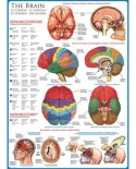 Puzzle Eurographics - The Brain, 1000 piese (6000-0256)