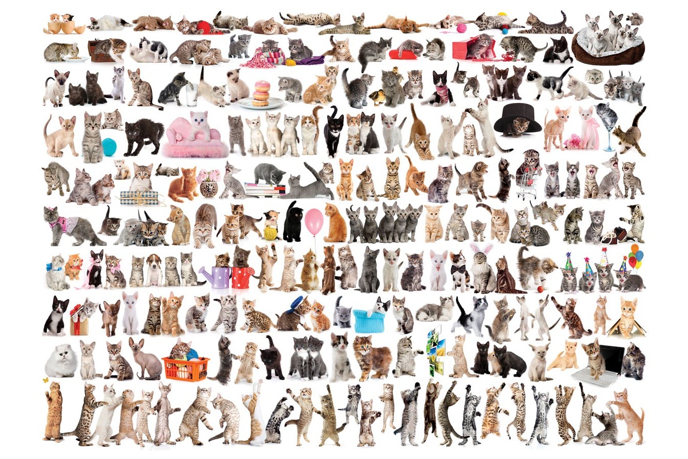 Puzzle Eurographics - The World of Cats, 1000 piese (6000-0580)