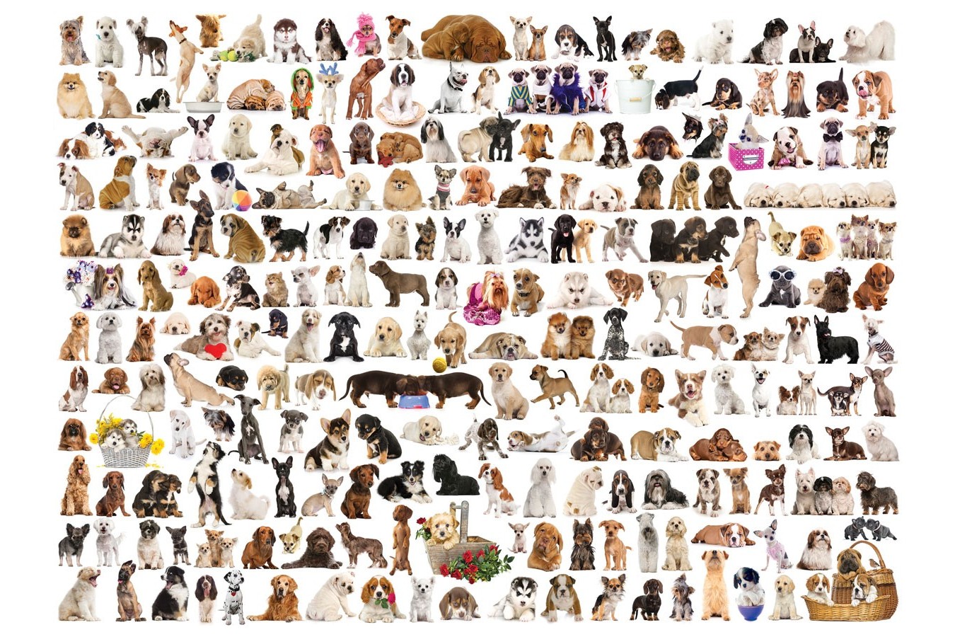 Puzzle Eurographics - The World of Dogs, 1000 piese (6000-0581)