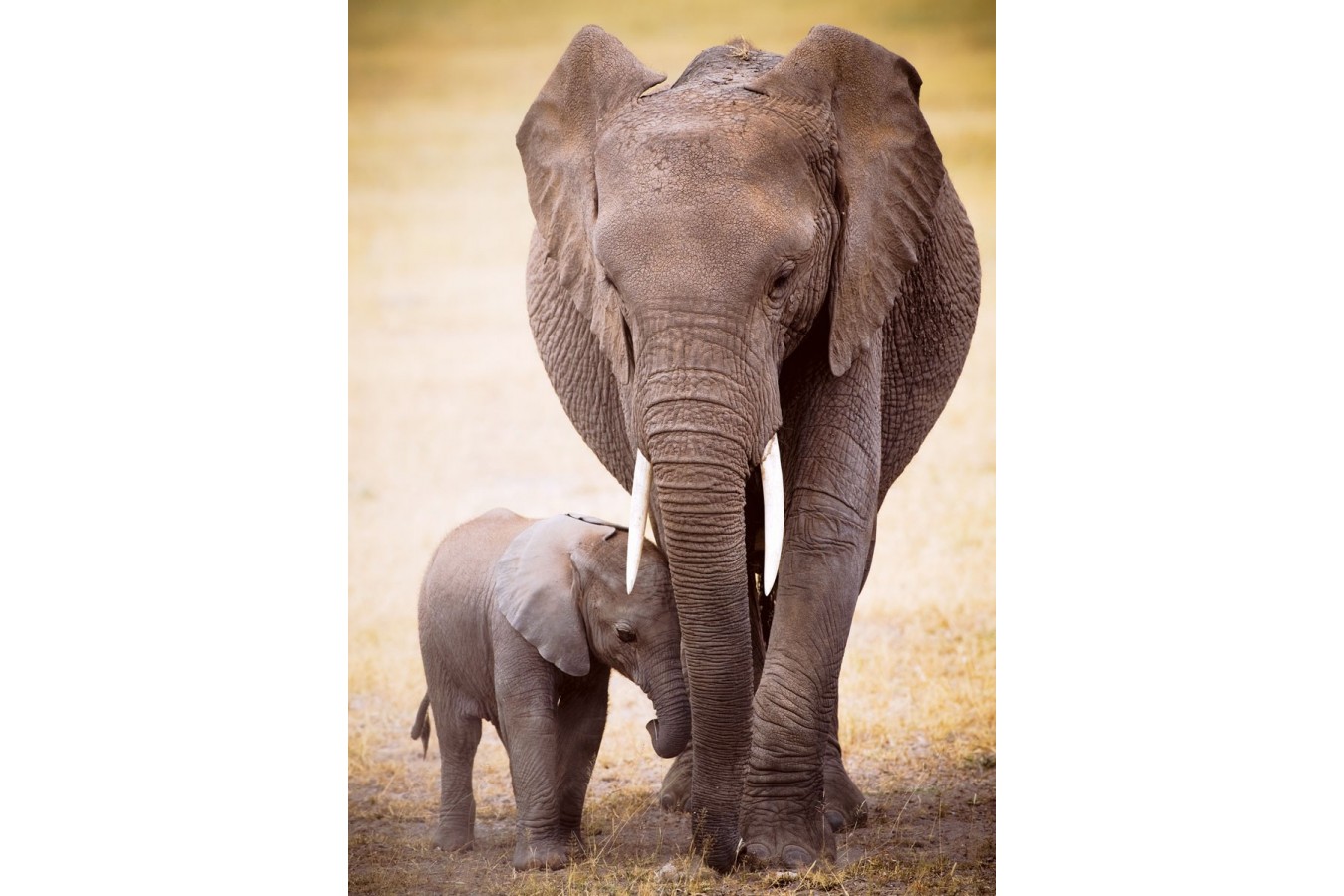Puzzle Eurographics - The Elephant and baby elephant, 1000 piese (6000-0270)