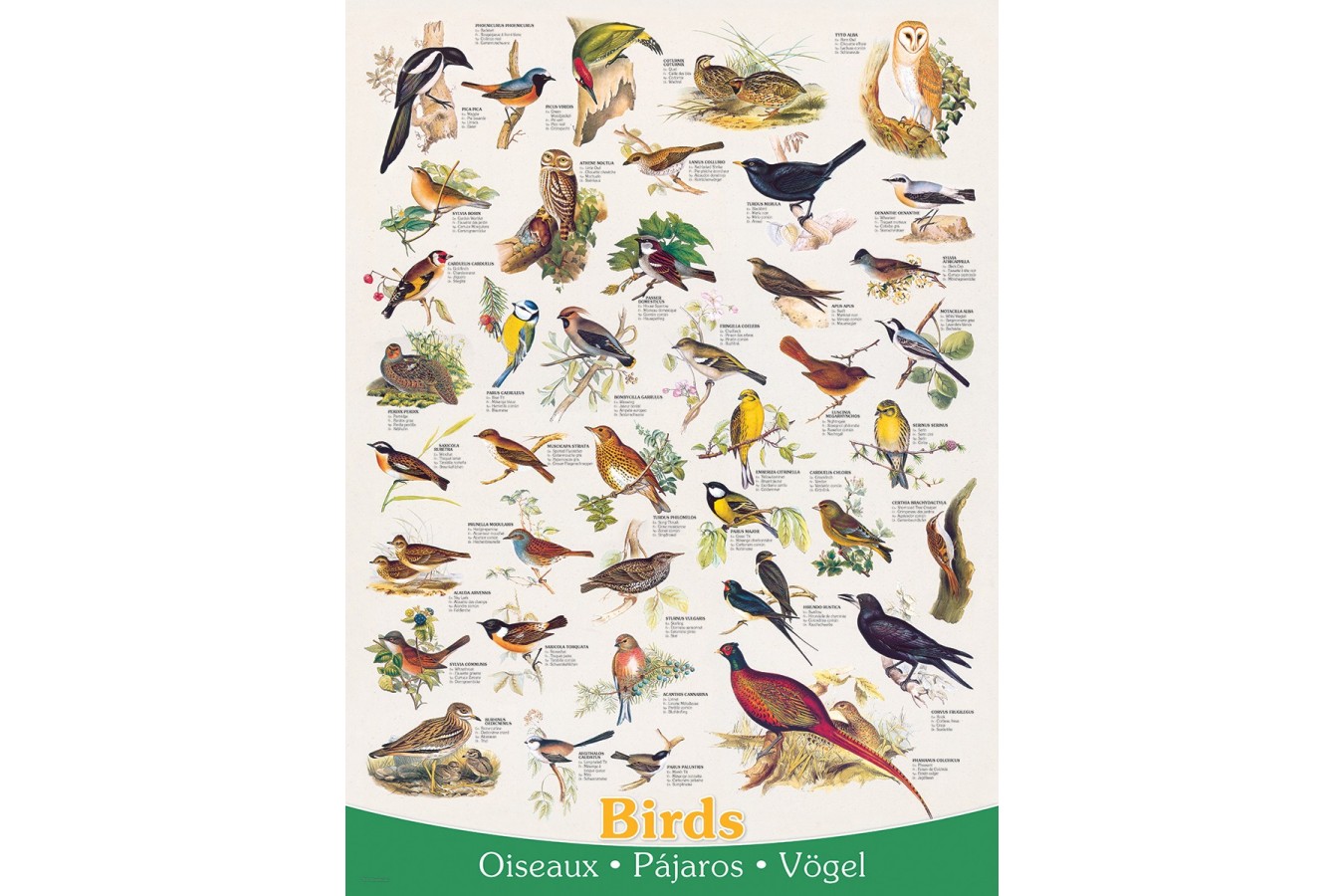 Puzzle Eurographics - Birds, 1000 piese (6000-1259)
