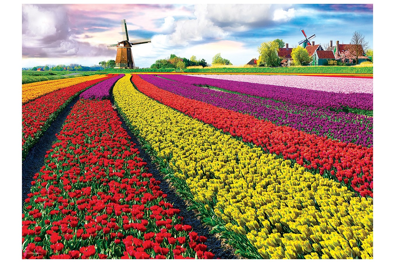 Puzzle Eurographics - Tulip Fields Netherlands, 1000 piese (6000-5326)