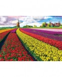 Puzzle Eurographics - Tulip Fields Netherlands, 1000 piese (6000-5326)