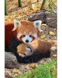 Puzzle Eurographics - Red Pandas, 250 piese (8251-5557)