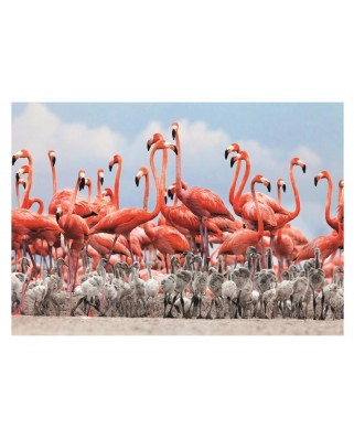 Puzzle 500 piese - Flamingoes (Dino-50250)