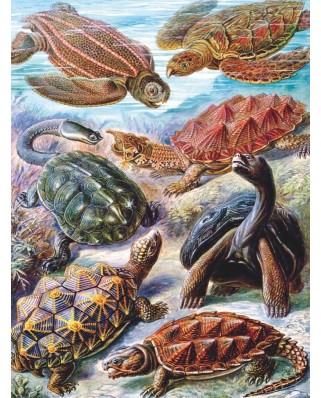 Puzzle 1000 piese - Vintage Images - Turtles (New-York-Puzzle-PD1922)
