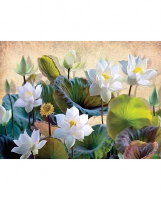 Puzzle 1000 piese Nova - White Lotus Flowers (Nova-Puzzle-41119)