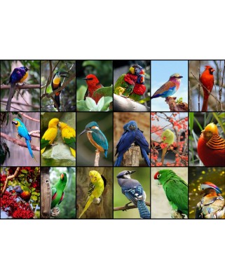 Puzzle 1500 piese Grafika - Collage - World's Most Beautiful Birds (Grafika-F-30101)