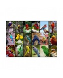 Puzzle 1500 piese Grafika - Collage - World's Most Beautiful Birds (Grafika-F-30101)