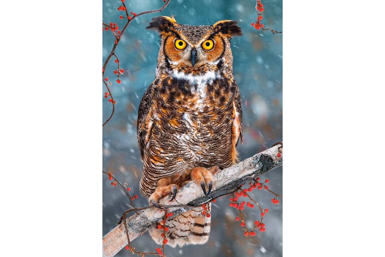 Puzzle Castorland - Great Hornet Owl, 500 piese