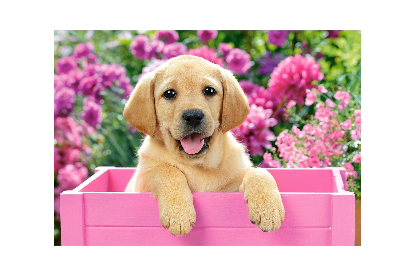Puzzle Castorland - Labrador Puppy in Pink Box, 500 piese
