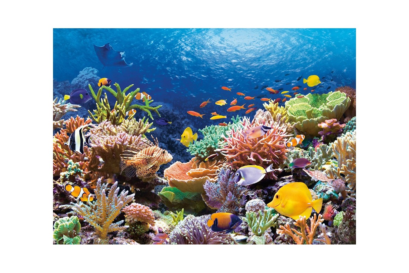 Puzzle Castorland - Coral Reef Fishes, 1000 piese