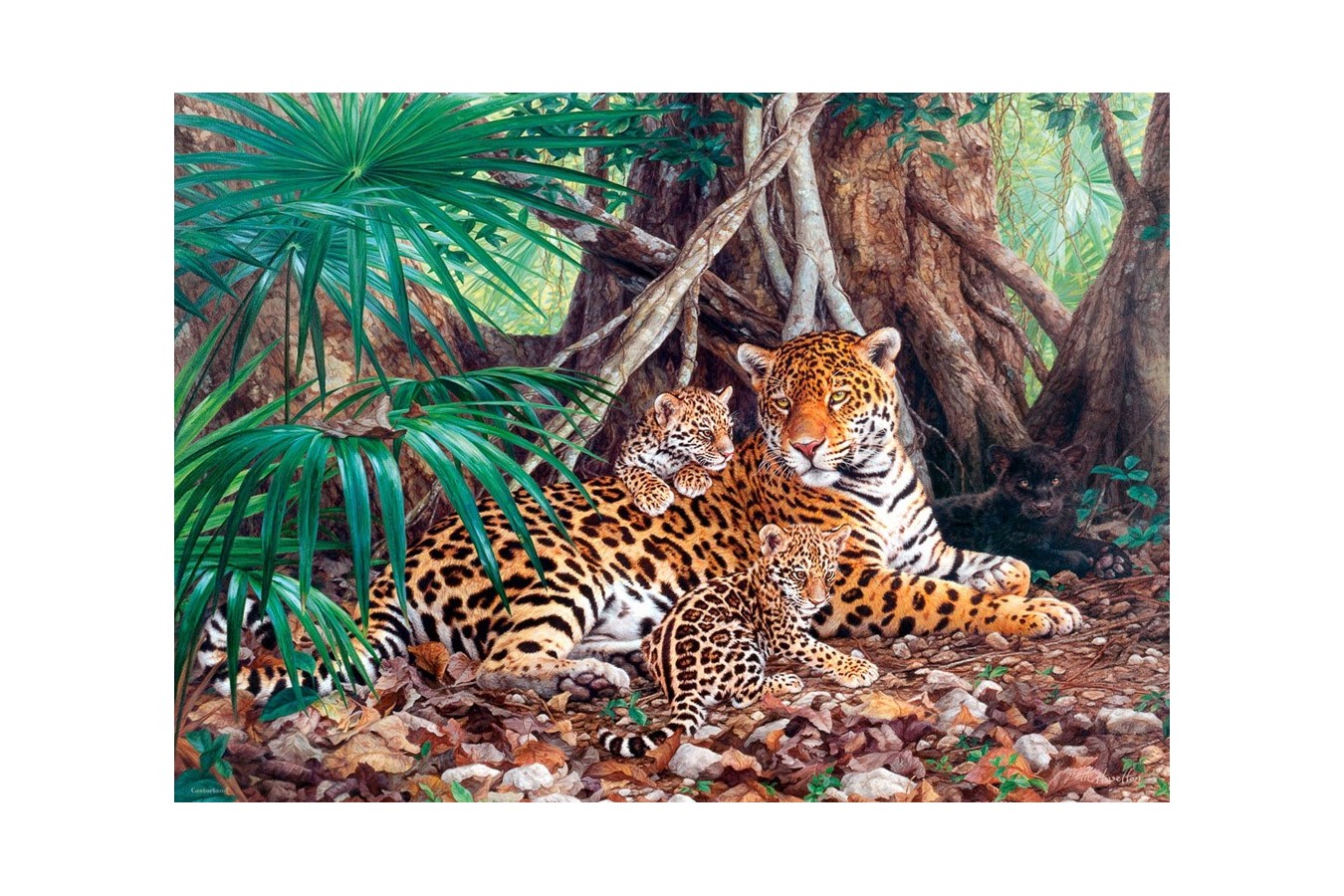 Puzzle Castorland - Jaguars in the Jungle (5904438300280), 3000 piese