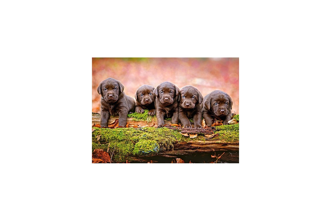 Puzzle Castorland - Five Little Puppies, 120 Piese