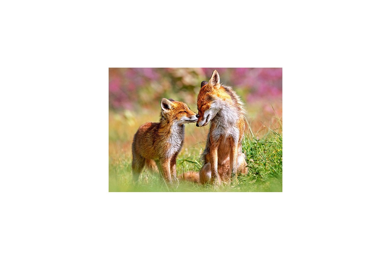 Puzzle Castorland - Little Fox And His Mums, 120 Piese