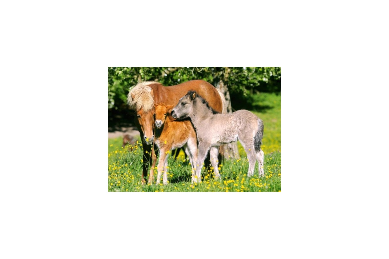 Puzzle Castorland - Ponies In The Meadow, 120 Piese