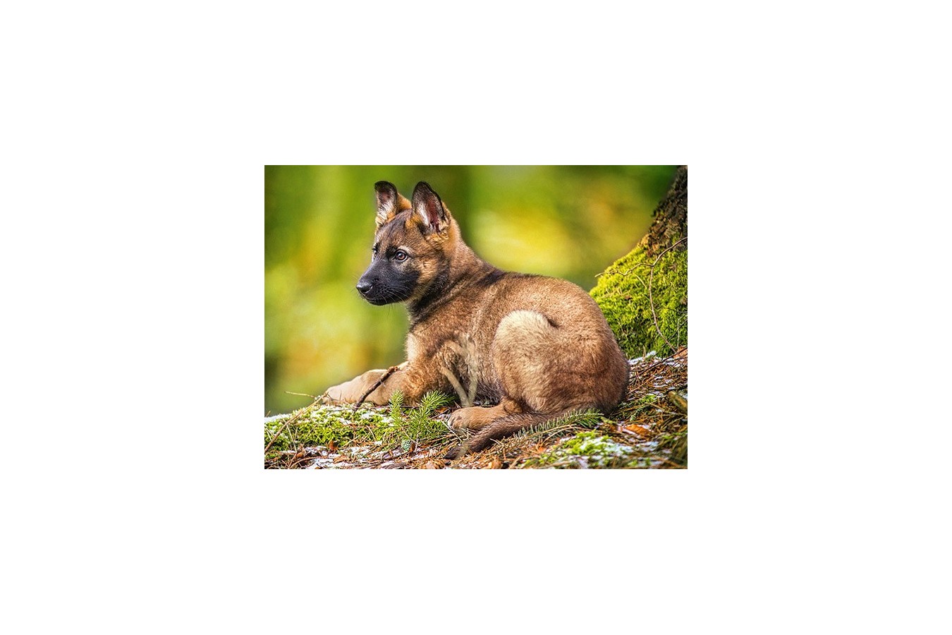 Puzzle Castorland - Puppy In The Forest, 120 Piese