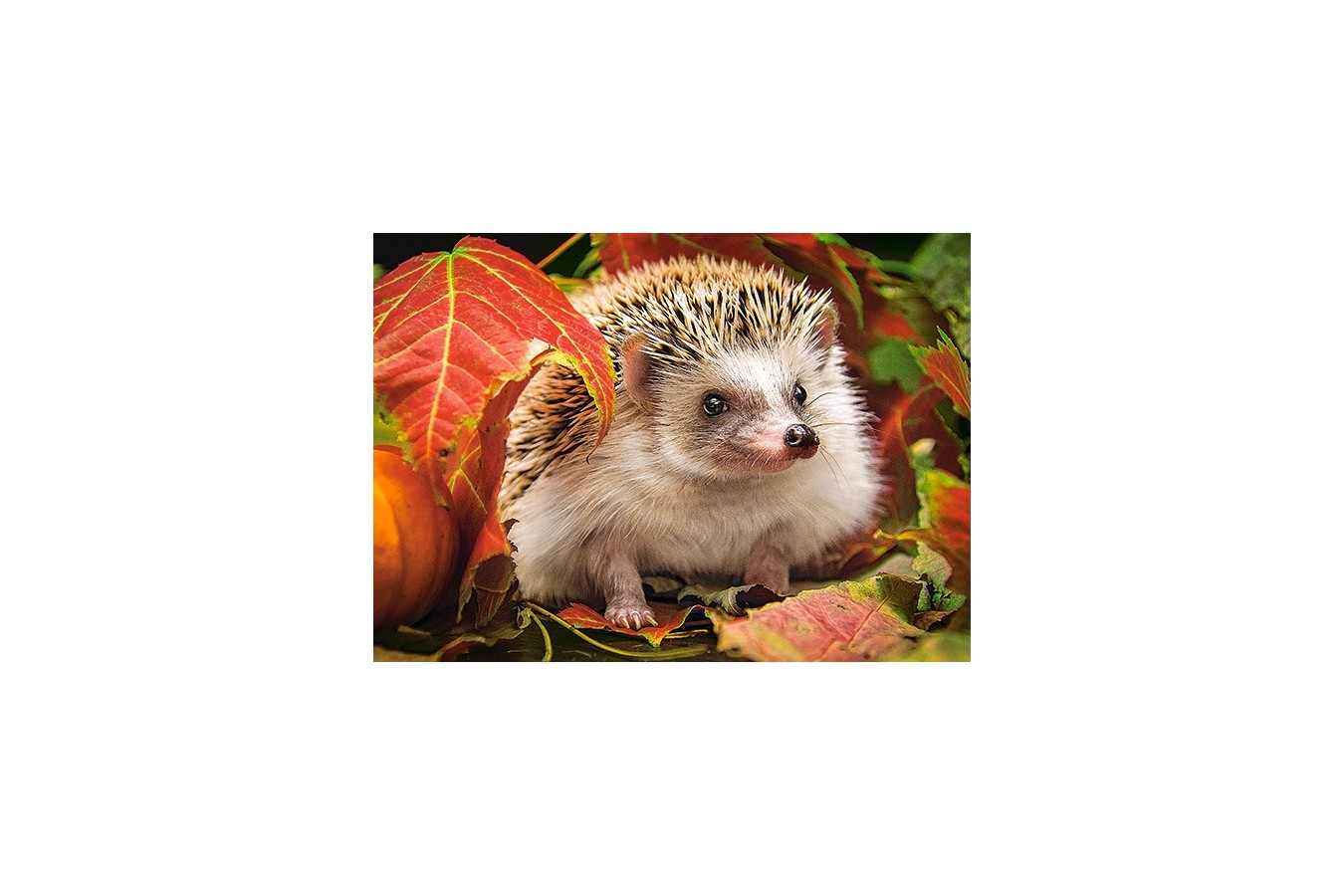 Puzzle Castorland - Hedgehog In Autumn Leaves, 180 Piese