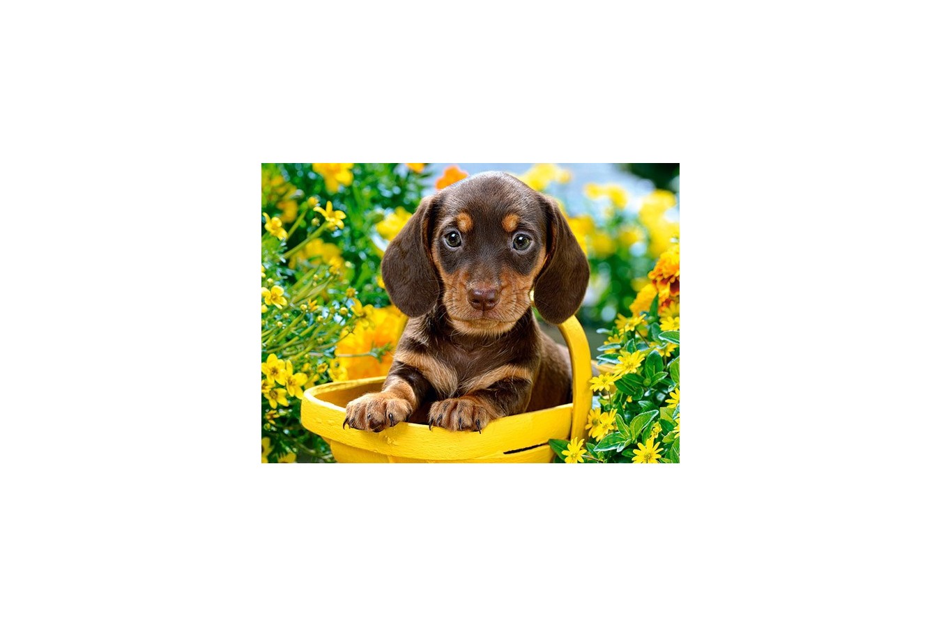 Puzzle Castorland - Puppy In Yellow, 180 Piese